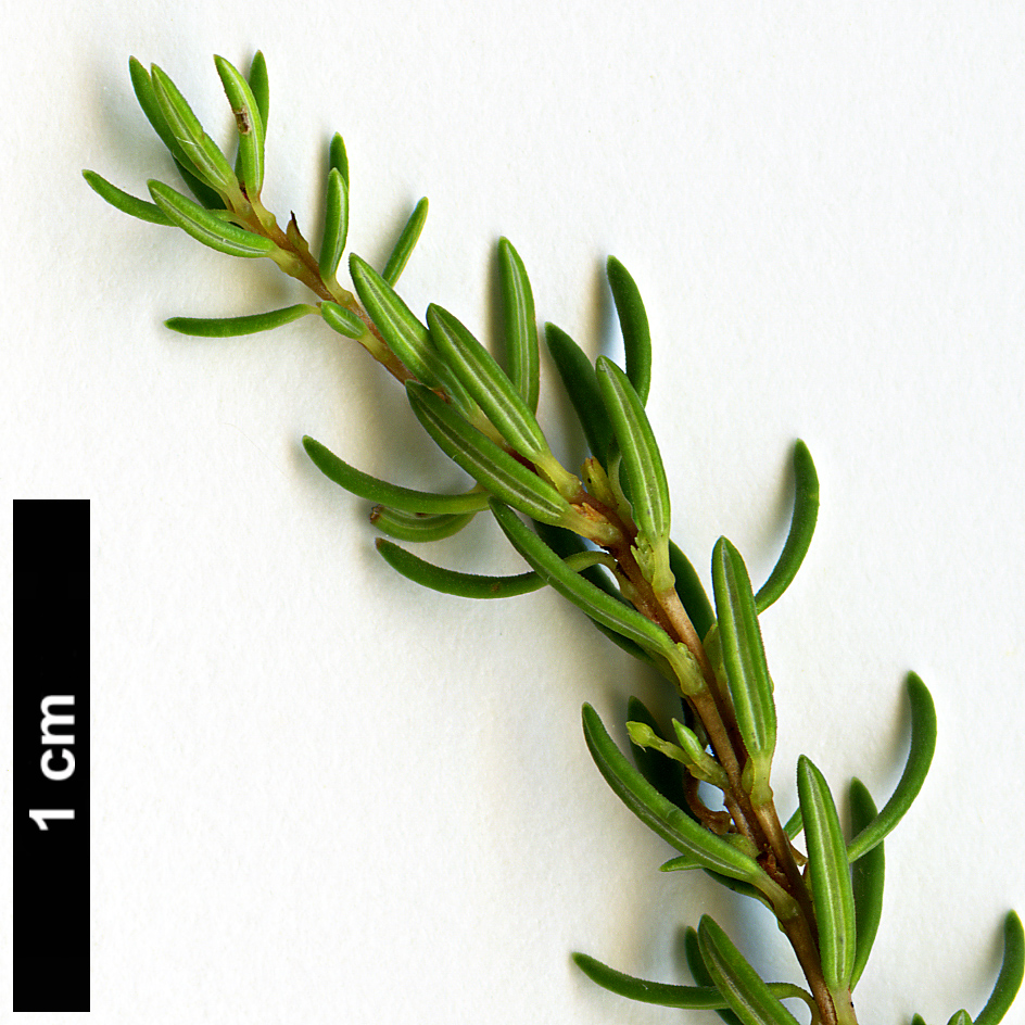 High resolution image: Family: Ericaceae - Genus: Erica - Taxon: azorica